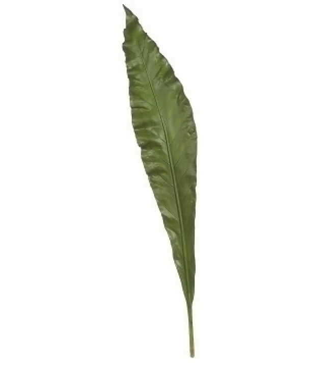 Large Anthurium Leaf 48 Inches